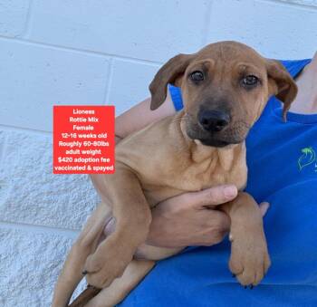 Lioness -  Rottweiler Dog for Adoption in Oviedo, Florida - Lioness | PetCurious