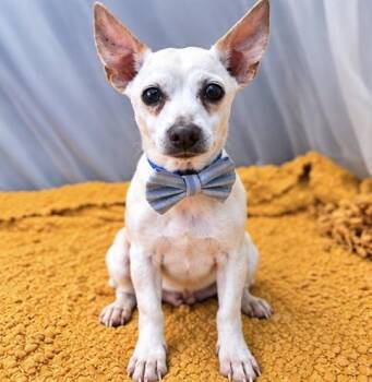 Peppy -  Chihuahua and Rat Terrier Dog for Adoption in Foley, Alabama - Peppy | PetCurious