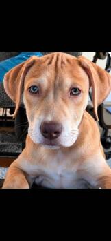 Bo -  Black Mouth Cur Dog for Adoption in Berlin, New Jersey - Bo | PetCurious
