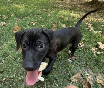 Rescue Black Labrador Retriever Dogs for Adoption in Chelsea, Alabama - Skipper (Winataska Litter) | PetCurious