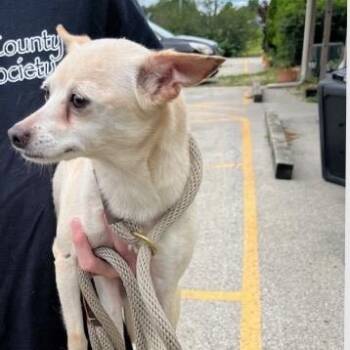 Bianca -  Chihuahua Dog for Adoption in Normal, Illinois - Bianca | PetCurious