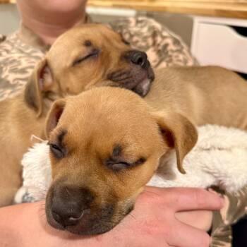 Sunday -  Mixed Breed Dog for Adoption in Philadelphia, Pennsylvania - Sunday | PetCurious
