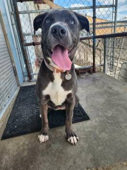 Xena Blue -  Labrador Retriever and Pit Bull Terrier Dog for Adoption in Peru, Illinois - Xena Blue | PetCurious