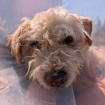 Worthington -  Terrier Dog for Adoption in Ramona, California - Worthington | PetCurious