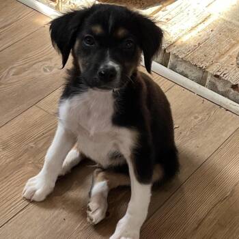 Mixed Breed Dogs Available for Adoption - Trapspringer | PetCurious