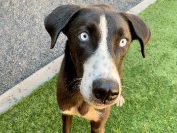 BRUNA -  Border Collie Dog for Adoption in Moreno Valley, California - BRUNA | PetCurious