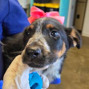 Cucumber -  Australian Cattle Dog Blue Heeler Dog for Adoption in Enterprise, Alabama - Cucumber | PetCurious
