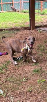 Griffin -  Mixed Breed Dog for Adoption in Taycheedah, Wisconsin - Griffin | PetCurious