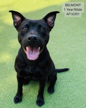 Belmont -  Pit Bull Terrier and Mixed Breed Dog for Adoption - Belmont | PetCurious