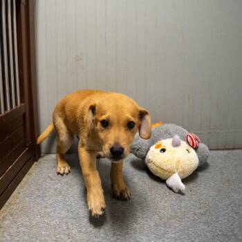 Boone -  Black Mouth Cur and Mixed Breed Dog for Adoption in Pawling, New York - Boone | PetCurious