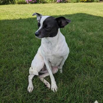 LANI -  Jack Russell Terrier and Chihuahua Dog for Adoption in Chico, California - LANI | PetCurious