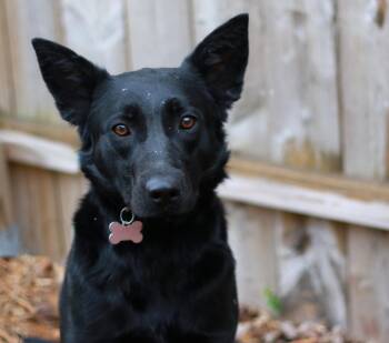 Paya -  Black Labrador Retriever and Shepherd Dog Available for Adoption in Skyline, Minnesota - Paya | PetCurious