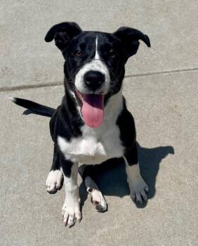HARMONY -  Great Dane and Mixed Breed Dog Available for Adoption in Tulsa, Oklahoma - HARMONY | PetCurious