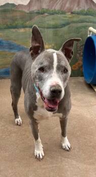 American Staffordshire Terrier Dogs Available for Adoption in Cottonwood, Arizona - Jake | PetCurious