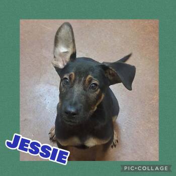 Jessie -  German Shepherd Dog Dog for Adoption in Ringwood, New Jersey - Jessie | PetCurious