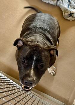 Rescue Mixed Breed Dogs for Adoption in Sierra Vista, Arizona - Midnight | PetCurious