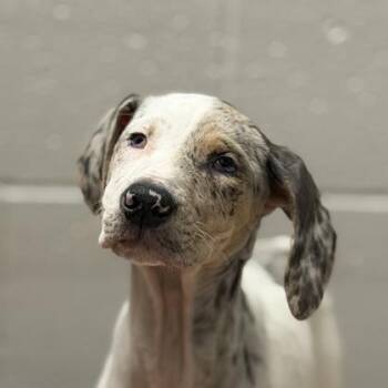 Tac (Blind) -  Catahoula Leopard Dog Dog for Adoption in Sacramento, California - Tac (Blind) | PetCurious
