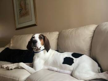 Rescue Hound Dogs for Adoption in Stafford, Virginia - Mama | PetCurious