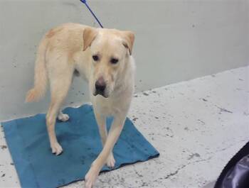 Labrador Retriever and Mixed Breed Dogs Available for Adoption in Houston, Texas - JOXSTER | PetCurious