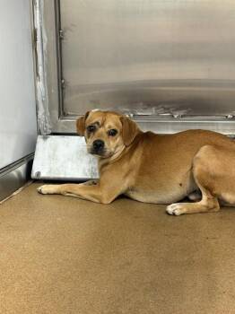 PEANUT -  Chihuahua and Mixed Breed Dog for Adoption in San Jose, California - PEANUT | PetCurious