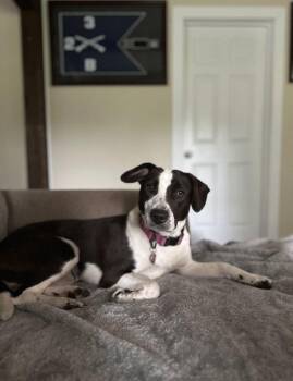 Rescue Pit Bull Terrier Dogs for Adoption in Olympia, Washington - Nova | PetCurious