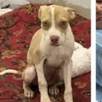 Igor -  Terrier Dog for Adoption in Tampa, Florida - Igor | PetCurious