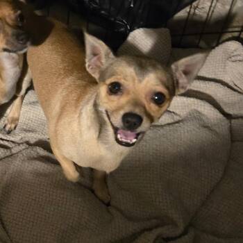 Barney -  Chihuahua Dog for Adoption in Park Row, Texas - Barney | PetCurious