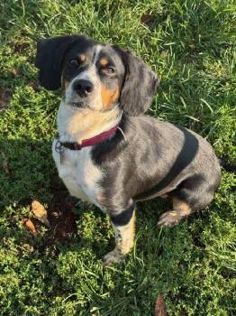 Millie -  Beagle Dog for Adoption in Scottsburg, Indiana - Millie | PetCurious