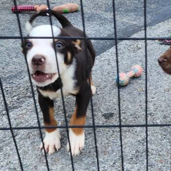 Australian Shepherd Dogs Available for Adoption - Kash(Shogun) | PetCurious