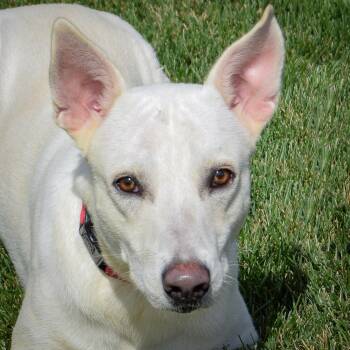 Rescue German Shepherd Dog and Husky Dogs for Adoption in Huntley, Illinois - Ragnarock | PetCurious