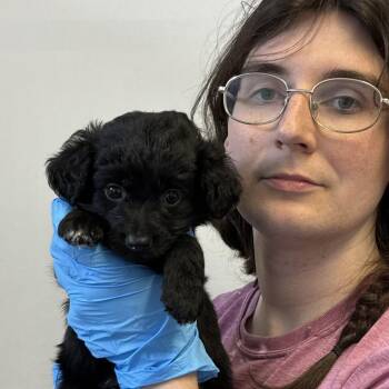 Chihuahua and Feist Dogs Available for Adoption in Hattiesburg, Mississippi - Furious | PetCurious