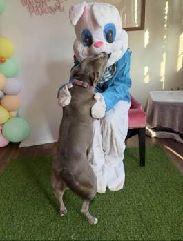 Staffordshire Bull Terrier Dogs Available for Adoption - Diamond | PetCurious