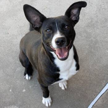 Jude -  Mixed Breed and Collie Dog for Adoption in New York, New York - Jude | PetCurious