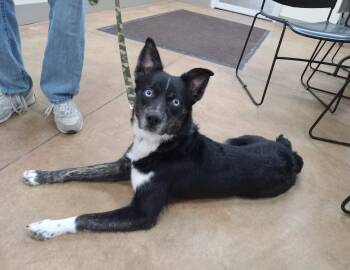 Husky and Jack Russell Terrier Dogs Available for Adoption - Crue | PetCurious