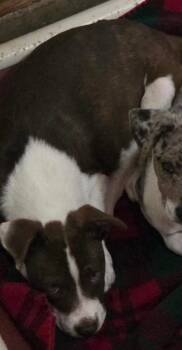 Australian Shepherd and Pointer Dogs Available for Adoption in Thompson Falls, Montana - Godiva | PetCurious