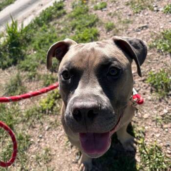 Pit Bull Terrier Dogs Available for Adoption in Cheyenne, Wyoming - Nugget | PetCurious