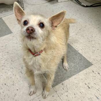 Furby (was Milo) -  Terrier Dog for Adoption in Pacific Grove, California - Furby (was Milo) | PetCurious