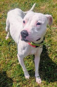 PEARL -  Pit Bull Terrier Dog for Adoption in Akron, Ohio - PEARL | PetCurious