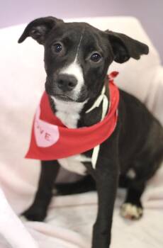 Luck of the Draw in NH. Come Meet our Adoptable Dogs Wednesday-S -  Boxer Dog for Adoption in Manchester, New Hampshire - Luck Of The Draw In NH. Come Meet Our Adoptable Dogs Wednesday-S | PetCurious