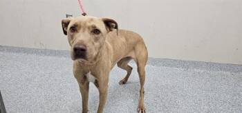 TOKYO -  Labrador Retriever and Mixed Breed Dog for Adoption in Rowlett, Texas - TOKYO | PetCurious