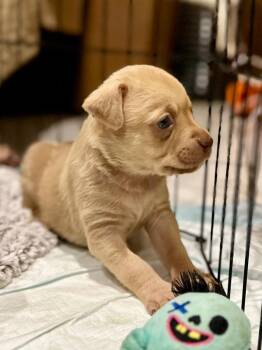 Acadian -  Cattle Dog Dog for Adoption in Princeton, Massachusetts - Acadian | PetCurious