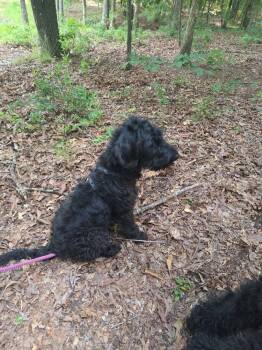 Bodie Doodle -  Labrador Retriever Dog for Adoption in Columbia, Tennessee - Bodie Doodle | PetCurious