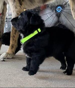 Tommy -  Chihuahua and Poodle Dog for Adoption in Liverpool, Texas - Tommy | PetCurious