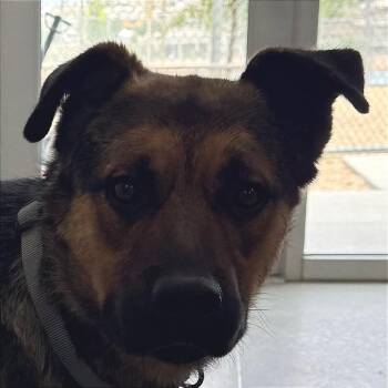 Dani -  Mixed Breed Dog for Adoption in Las Cruces, New Mexico - Dani | PetCurious