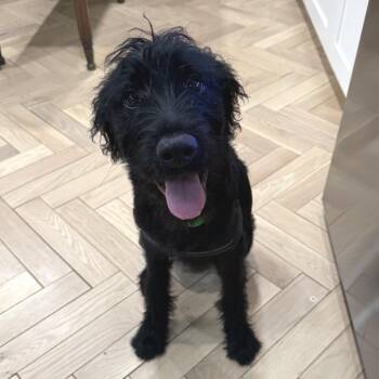 Freddy (Benefactor Puppy) -  Poodle and Mixed Breed Dog for Adoption in New Orleans, Louisiana - Freddy (Benefactor Puppy) | PetCurious