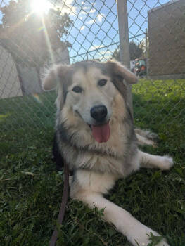 Rescue Alaskan Malamute and Great Pyrenees Dogs for Adoption in Bountiful, Utah - Nellie | PetCurious