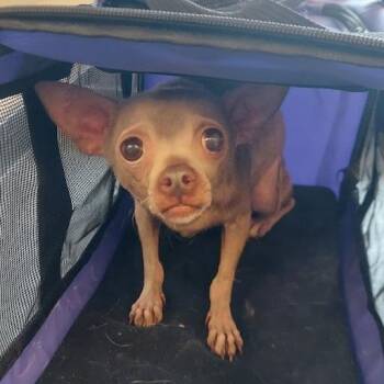 Mixed Breed Dogs Available for Adoption - Sassy | PetCurious