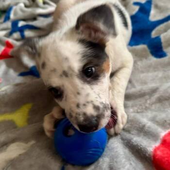 Mixed Breed Dogs Available for Adoption in Shorewood, Illinois - Ridoc | PetCurious