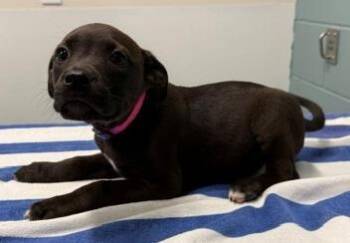 Pit Bull Terrier and Mixed Breed Dogs Available for Adoption in Kansas City, Missouri - London | PetCurious