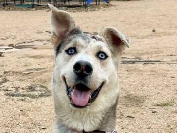 Mixed Breed Dogs Available for Adoption in Georgetown, Texas - Alikai | PetCurious